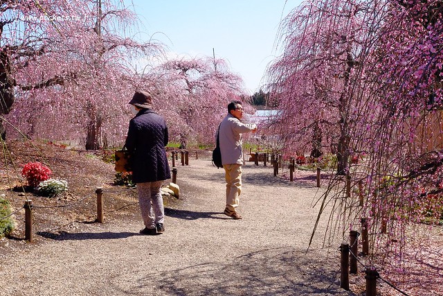 【日本三重】鈴鹿の森庭園~整個美到爆炸的垂枝梅,園內有多種梅花和櫻花可以觀賞,位於南紀三重縣鈴鹿市,自由行遊客建議自駕前往比較方便 @飛天璇的口袋