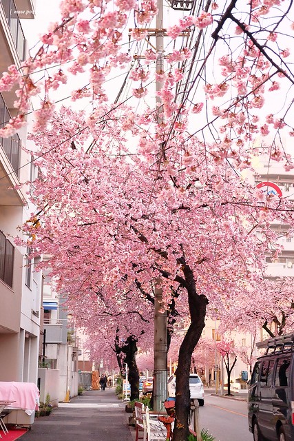 【日本愛知】名古屋櫻花~市營地鐵櫻通線地鐵高岳站#2出口附近,大寒櫻盛開中,粉到冒泡的幸福,爆炸性的美麗(名古屋賞櫻秘境3/14最新花況) @飛天璇的口袋