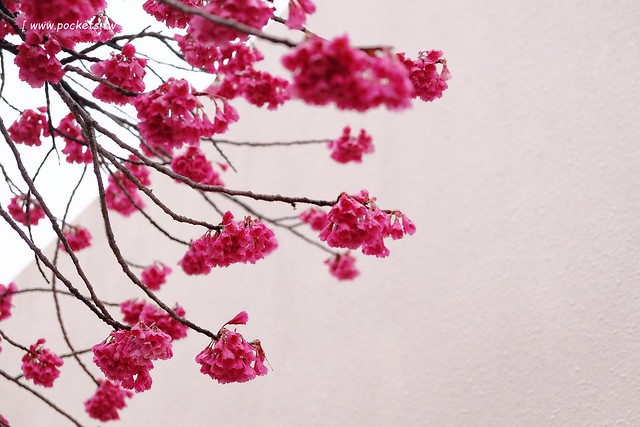 【日本愛知】名古屋櫻花~市營地鐵櫻通線地鐵高岳站#2出口附近,大寒櫻盛開中,粉到冒泡的幸福,爆炸性的美麗(名古屋賞櫻秘境3/14最新花況) @飛天璇的口袋