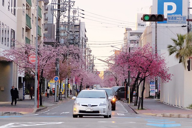 【日本愛知】名古屋櫻花~市營地鐵櫻通線地鐵高岳站#2出口附近,大寒櫻盛開中,粉到冒泡的幸福,爆炸性的美麗(名古屋賞櫻秘境3/14最新花況) @飛天璇的口袋