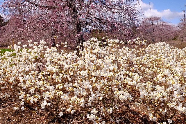 【日本三重】鈴鹿の森庭園~整個美到爆炸的垂枝梅,園內有多種梅花和櫻花可以觀賞,位於南紀三重縣鈴鹿市,自由行遊客建議自駕前往比較方便 @飛天璇的口袋