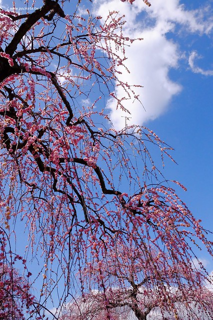 【日本三重】鈴鹿の森庭園~整個美到爆炸的垂枝梅,園內有多種梅花和櫻花可以觀賞,位於南紀三重縣鈴鹿市,自由行遊客建議自駕前往比較方便 @飛天璇的口袋