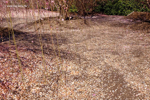 【日本三重】鈴鹿の森庭園~整個美到爆炸的垂枝梅,園內有多種梅花和櫻花可以觀賞,位於南紀三重縣鈴鹿市,自由行遊客建議自駕前往比較方便 @飛天璇的口袋