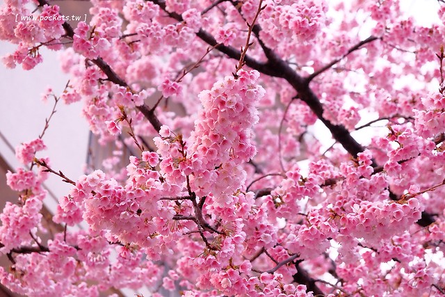 【日本愛知】名古屋櫻花~市營地鐵櫻通線地鐵高岳站#2出口附近,大寒櫻盛開中,粉到冒泡的幸福,爆炸性的美麗(名古屋賞櫻秘境3/14最新花況) @飛天璇的口袋