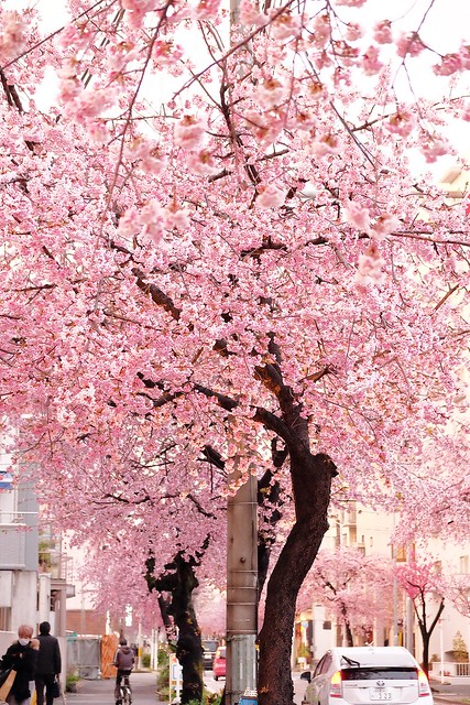 【日本愛知】名古屋櫻花~市營地鐵櫻通線地鐵高岳站#2出口附近,大寒櫻盛開中,粉到冒泡的幸福,爆炸性的美麗(名古屋賞櫻秘境3/14最新花況) @飛天璇的口袋