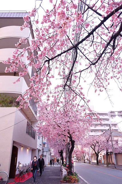 【日本愛知】名古屋櫻花~市營地鐵櫻通線地鐵高岳站#2出口附近,大寒櫻盛開中,粉到冒泡的幸福,爆炸性的美麗(名古屋賞櫻秘境3/14最新花況) @飛天璇的口袋