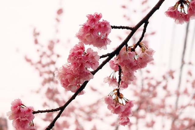 【日本愛知】名古屋櫻花~市營地鐵櫻通線地鐵高岳站#2出口附近,大寒櫻盛開中,粉到冒泡的幸福,爆炸性的美麗(名古屋賞櫻秘境3/14最新花況) @飛天璇的口袋