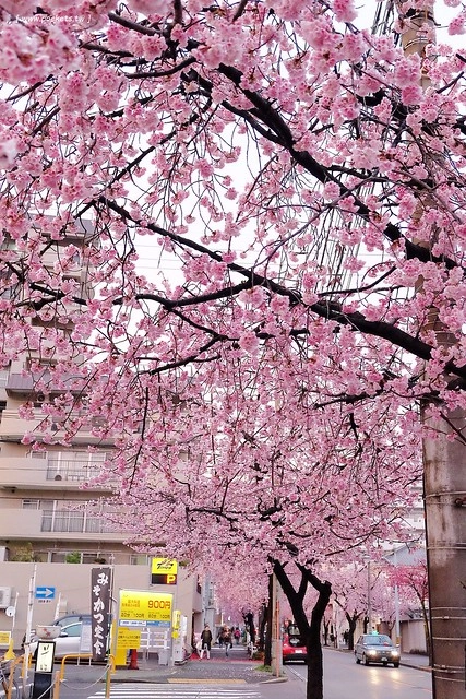 【日本愛知】名古屋櫻花~市營地鐵櫻通線地鐵高岳站#2出口附近,大寒櫻盛開中,粉到冒泡的幸福,爆炸性的美麗(名古屋賞櫻秘境3/14最新花況) @飛天璇的口袋