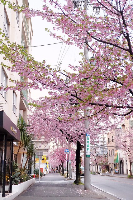 【日本愛知】名古屋櫻花~市營地鐵櫻通線地鐵高岳站#2出口附近,大寒櫻盛開中,粉到冒泡的幸福,爆炸性的美麗(名古屋賞櫻秘境3/14最新花況) @飛天璇的口袋