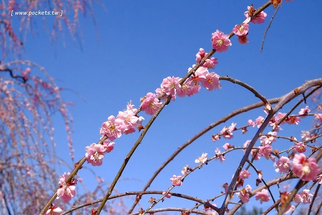 【日本三重】鈴鹿の森庭園~整個美到爆炸的垂枝梅,園內有多種梅花和櫻花可以觀賞,位於南紀三重縣鈴鹿市,自由行遊客建議自駕前往比較方便 @飛天璇的口袋