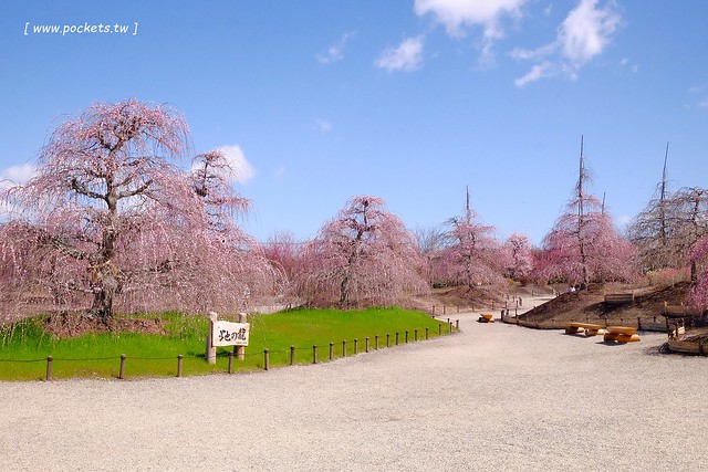 【日本三重】鈴鹿の森庭園~整個美到爆炸的垂枝梅,園內有多種梅花和櫻花可以觀賞,位於南紀三重縣鈴鹿市,自由行遊客建議自駕前往比較方便 @飛天璇的口袋