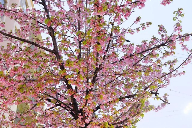 【日本愛知】名古屋櫻花~市營地鐵櫻通線地鐵高岳站#2出口附近,大寒櫻盛開中,粉到冒泡的幸福,爆炸性的美麗(名古屋賞櫻秘境3/14最新花況) @飛天璇的口袋