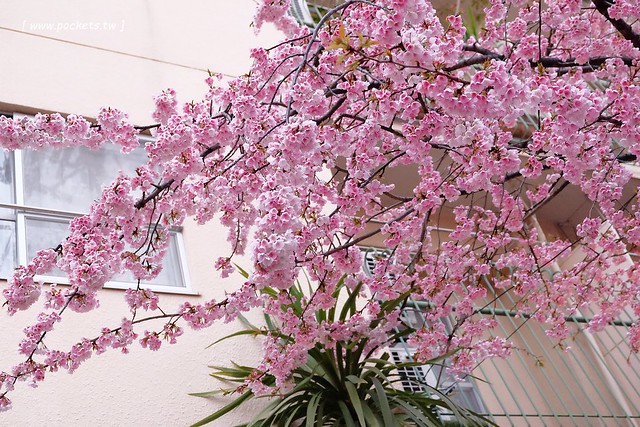 【日本愛知】名古屋櫻花~市營地鐵櫻通線地鐵高岳站#2出口附近,大寒櫻盛開中,粉到冒泡的幸福,爆炸性的美麗(名古屋賞櫻秘境3/14最新花況) @飛天璇的口袋