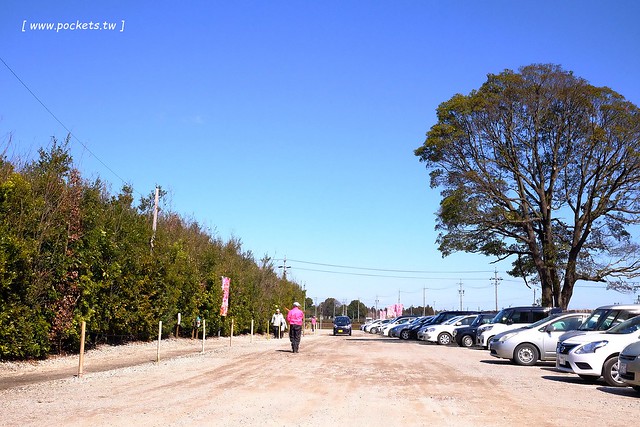 【日本三重】鈴鹿の森庭園~整個美到爆炸的垂枝梅,園內有多種梅花和櫻花可以觀賞,位於南紀三重縣鈴鹿市,自由行遊客建議自駕前往比較方便 @飛天璇的口袋