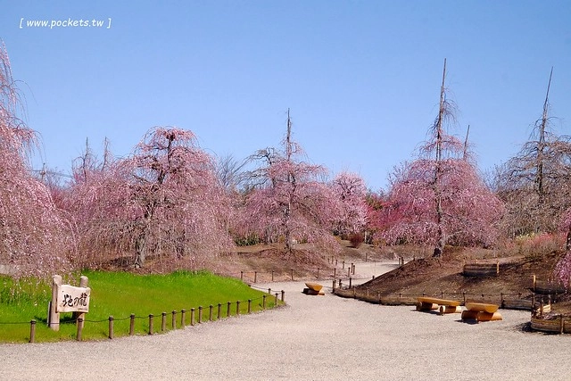 【日本三重】鈴鹿の森庭園~整個美到爆炸的垂枝梅,園內有多種梅花和櫻花可以觀賞,位於南紀三重縣鈴鹿市,自由行遊客建議自駕前往比較方便 @飛天璇的口袋