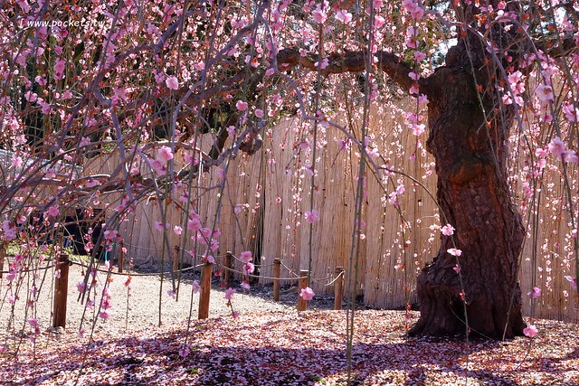 【日本三重】鈴鹿の森庭園~整個美到爆炸的垂枝梅,園內有多種梅花和櫻花可以觀賞,位於南紀三重縣鈴鹿市,自由行遊客建議自駕前往比較方便 @飛天璇的口袋