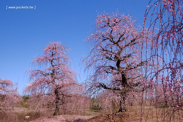 【日本三重】鈴鹿の森庭園~整個美到爆炸的垂枝梅,園內有多種梅花和櫻花可以觀賞,位於南紀三重縣鈴鹿市,自由行遊客建議自駕前往比較方便 @飛天璇的口袋