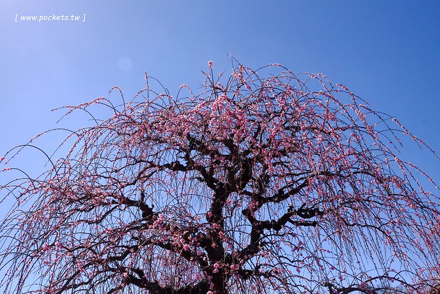 【日本三重】鈴鹿の森庭園~整個美到爆炸的垂枝梅,園內有多種梅花和櫻花可以觀賞,位於南紀三重縣鈴鹿市,自由行遊客建議自駕前往比較方便 @飛天璇的口袋