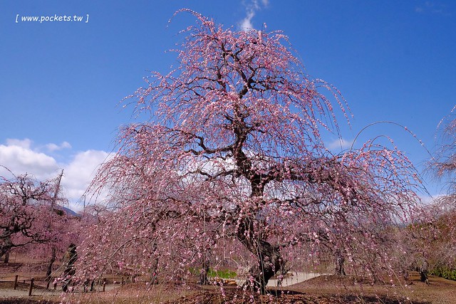 【日本三重】鈴鹿の森庭園~整個美到爆炸的垂枝梅,園內有多種梅花和櫻花可以觀賞,位於南紀三重縣鈴鹿市,自由行遊客建議自駕前往比較方便 @飛天璇的口袋