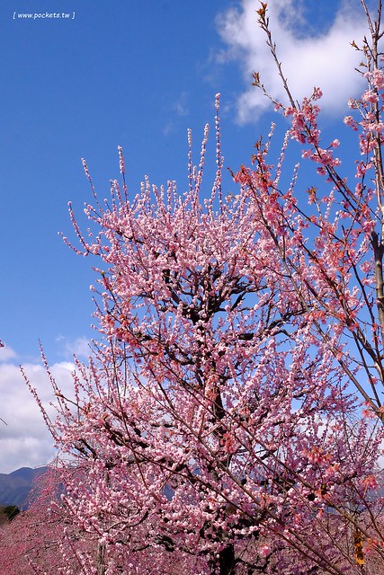 【日本三重】鈴鹿の森庭園~整個美到爆炸的垂枝梅,園內有多種梅花和櫻花可以觀賞,位於南紀三重縣鈴鹿市,自由行遊客建議自駕前往比較方便 @飛天璇的口袋