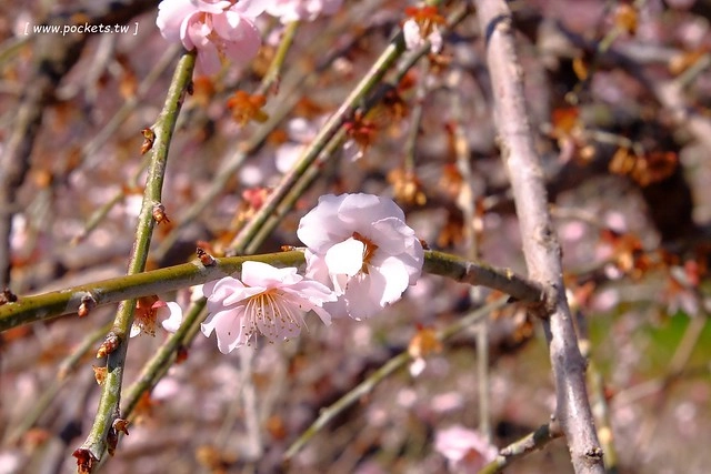 【日本三重】鈴鹿の森庭園~整個美到爆炸的垂枝梅,園內有多種梅花和櫻花可以觀賞,位於南紀三重縣鈴鹿市,自由行遊客建議自駕前往比較方便 @飛天璇的口袋