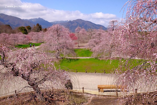 【日本三重】鈴鹿の森庭園~整個美到爆炸的垂枝梅,園內有多種梅花和櫻花可以觀賞,位於南紀三重縣鈴鹿市,自由行遊客建議自駕前往比較方便 @飛天璇的口袋