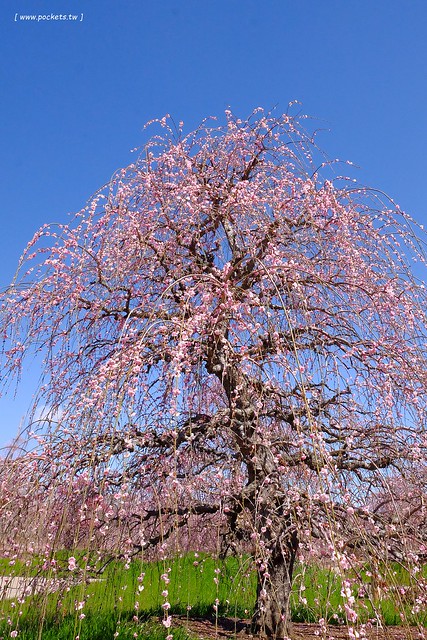 【日本三重】鈴鹿の森庭園~整個美到爆炸的垂枝梅,園內有多種梅花和櫻花可以觀賞,位於南紀三重縣鈴鹿市,自由行遊客建議自駕前往比較方便 @飛天璇的口袋