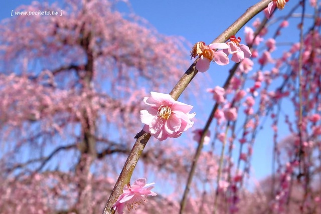 【日本三重】鈴鹿の森庭園~整個美到爆炸的垂枝梅,園內有多種梅花和櫻花可以觀賞,位於南紀三重縣鈴鹿市,自由行遊客建議自駕前往比較方便 @飛天璇的口袋