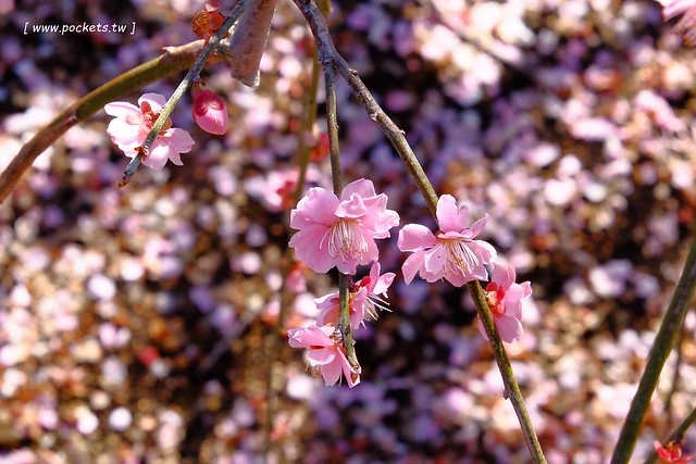 【日本三重】鈴鹿の森庭園~整個美到爆炸的垂枝梅,園內有多種梅花和櫻花可以觀賞,位於南紀三重縣鈴鹿市,自由行遊客建議自駕前往比較方便 @飛天璇的口袋