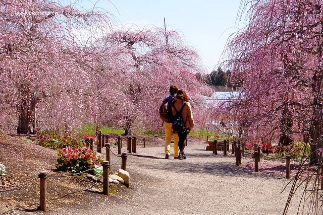 【日本三重】鈴鹿の森庭園~整個美到爆炸的垂枝梅,園內有多種梅花和櫻花可以觀賞,位於南紀三重縣鈴鹿市,自由行遊客建議自駕前往比較方便 @飛天璇的口袋