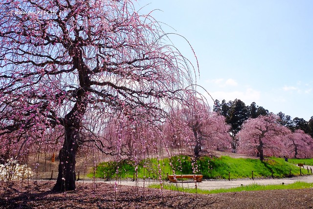 【日本三重】鈴鹿の森庭園~整個美到爆炸的垂枝梅,園內有多種梅花和櫻花可以觀賞,位於南紀三重縣鈴鹿市,自由行遊客建議自駕前往比較方便 @飛天璇的口袋