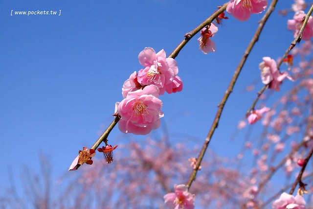 【日本三重】鈴鹿の森庭園~整個美到爆炸的垂枝梅,園內有多種梅花和櫻花可以觀賞,位於南紀三重縣鈴鹿市,自由行遊客建議自駕前往比較方便 @飛天璇的口袋