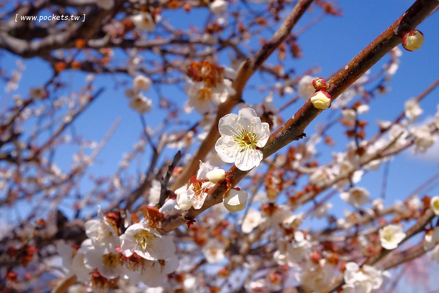 【日本三重】鈴鹿の森庭園~整個美到爆炸的垂枝梅,園內有多種梅花和櫻花可以觀賞,位於南紀三重縣鈴鹿市,自由行遊客建議自駕前往比較方便 @飛天璇的口袋