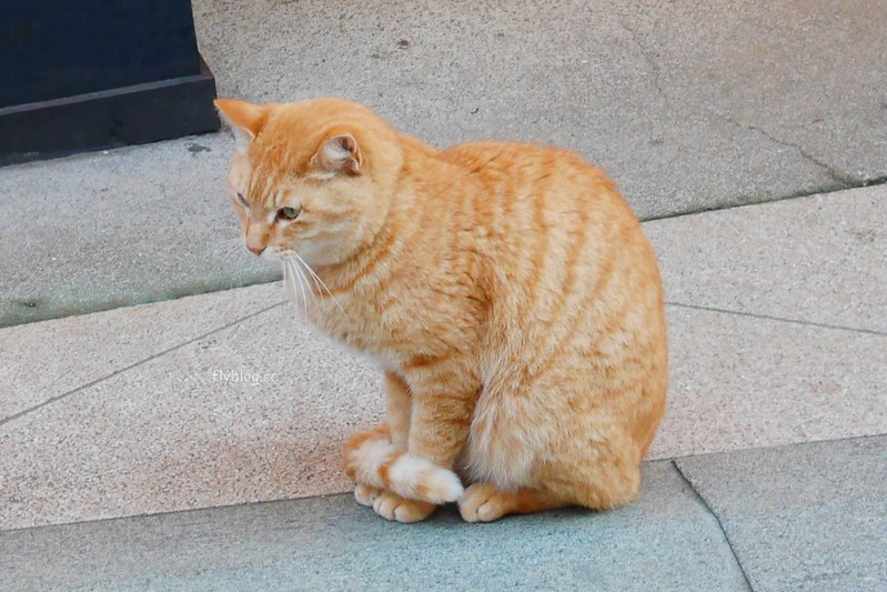 日本神奈川|江之島半日遊,鎌倉江之島這樣玩,交通方式、旅遊景點、美食推薦 @飛天璇的口袋