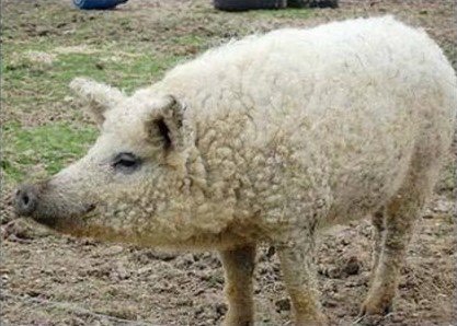 台中西區|FORE restaurant,使用最古老的Grill烹調方式,位於台中美術館綠園道旁 @飛天璇的口袋