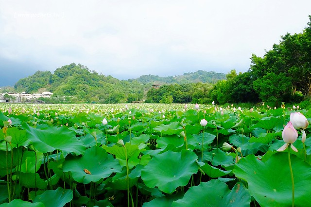 喬巴咖啡.CHOPPER CAFE┃台中東勢美食:簡單小巧的空間,以單品咖啡為主,老闆對咖啡解說很詳細(同場加映:東勢林業園區荷花季) @飛天璇的口袋