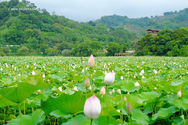 喬巴咖啡.CHOPPER CAFE┃台中東勢美食:簡單小巧的空間,以單品咖啡為主,老闆對咖啡解說很詳細(同場加映:東勢林業園區荷花季) @飛天璇的口袋