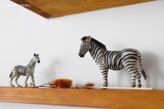 斑馬散步咖啡:老宅改建咖啡館,漂亮白色建築,擁有寬敞庭院,環境漂亮好拍照 @飛天璇的口袋