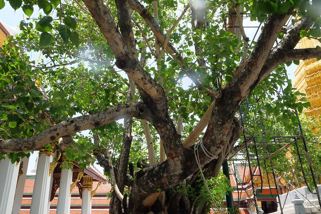 泰國曼谷|曼谷自由行Day1|香格里拉飯店→曼谷市區觀光→皇后藝廊→嘟嘟車→玉佛寺(大皇宮)→Supatra河濱餐廳→歡迎晚宴 @飛天璇的口袋