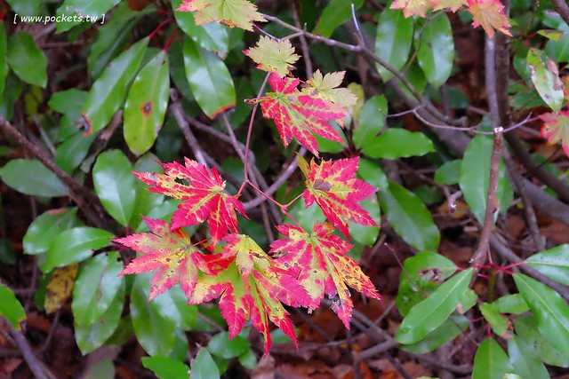 日本福島|只見線.世界上最浪漫的鐵道路線之一,穿梭廣闊浩瀚的奧會津地區,日本紅葉美景鐵道路線第一名 @飛天璇的口袋