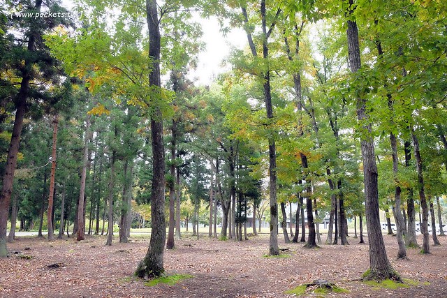 日本福島|只見線.世界上最浪漫的鐵道路線之一,穿梭廣闊浩瀚的奧會津地區,日本紅葉美景鐵道路線第一名 @飛天璇的口袋