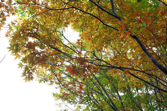 日本福島|只見線.世界上最浪漫的鐵道路線之一,穿梭廣闊浩瀚的奧會津地區,日本紅葉美景鐵道路線第一名 @飛天璇的口袋