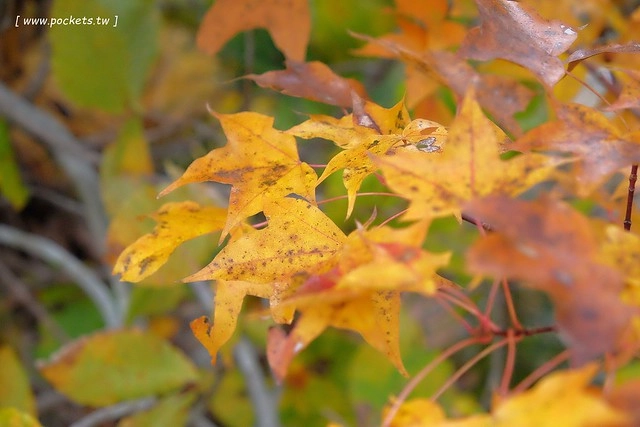 日本福島|只見線.世界上最浪漫的鐵道路線之一,穿梭廣闊浩瀚的奧會津地區,日本紅葉美景鐵道路線第一名 @飛天璇的口袋