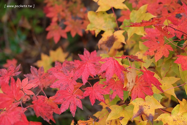 日本福島|只見線.世界上最浪漫的鐵道路線之一,穿梭廣闊浩瀚的奧會津地區,日本紅葉美景鐵道路線第一名 @飛天璇的口袋