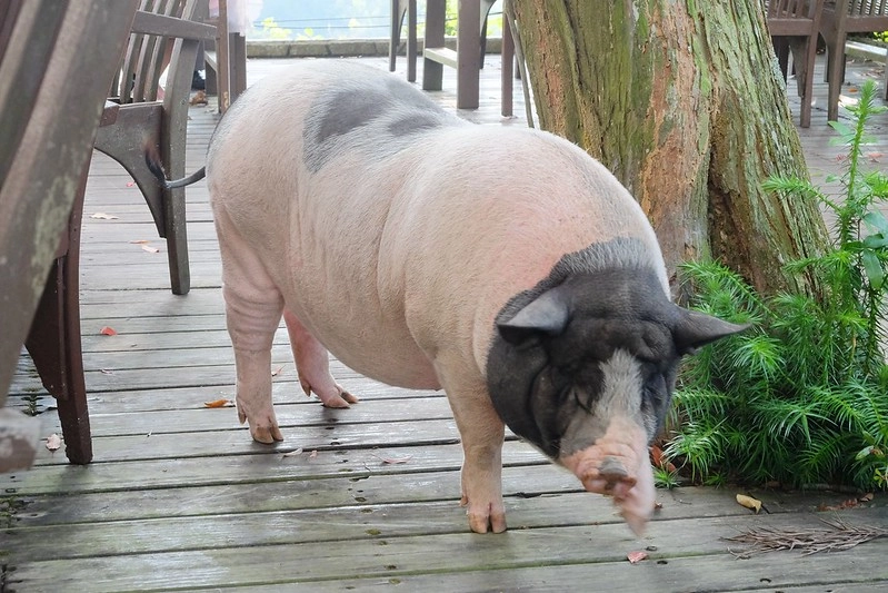 VilaVilla魔法莊園|苗栗卓蘭景觀餐廳,結合樹屋、沙坑、溜滑梯,苗栗親子美食旅遊景點推薦 @飛天璇的口袋