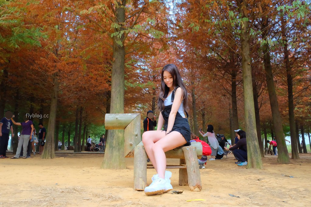 【南投景點】落羽松秘境,充滿異國風情的IG打卡聖地,欣賞金黃橘紅交織的落羽松變裝秀,139線南投與彰化交界 @飛天璇的口袋