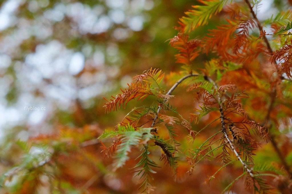 【南投景點】落羽松秘境,充滿異國風情的IG打卡聖地,欣賞金黃橘紅交織的落羽松變裝秀,139線南投與彰化交界 @飛天璇的口袋