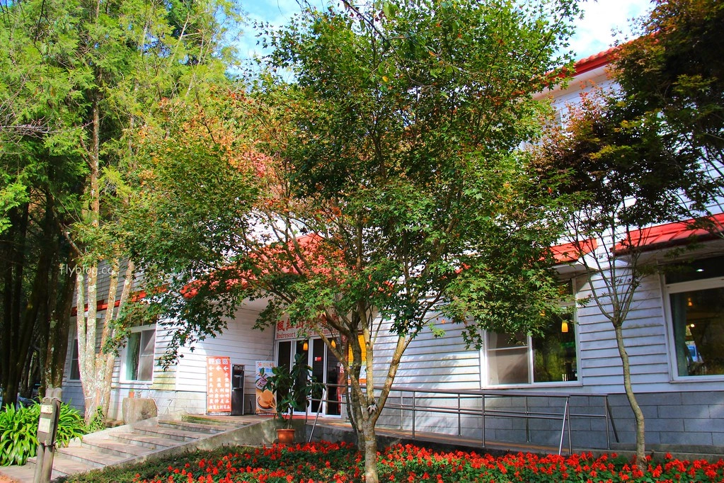 南投一日遊:奧萬大賞秋楓,南投最後一片淨土武界部落,在地隱藏版溫泉春陽部落 @飛天璇的口袋