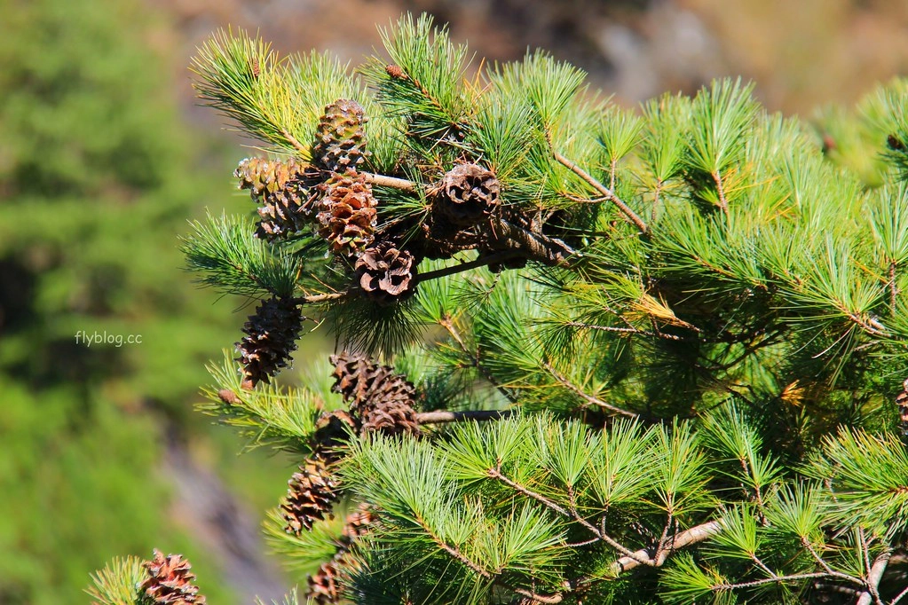 南投一日遊:奧萬大賞秋楓,南投最後一片淨土武界部落,在地隱藏版溫泉春陽部落 @飛天璇的口袋
