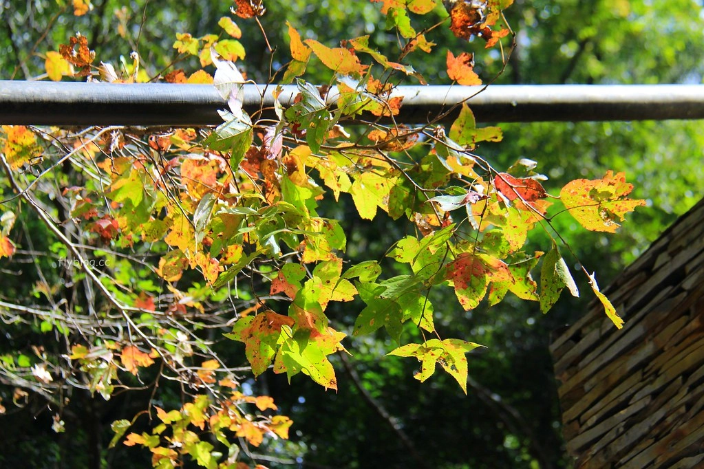 南投一日遊:奧萬大賞秋楓,南投最後一片淨土武界部落,在地隱藏版溫泉春陽部落 @飛天璇的口袋
